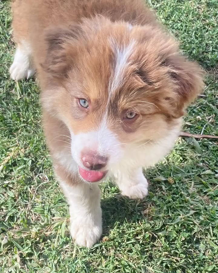 Terry - Australian Shepherd Puppy